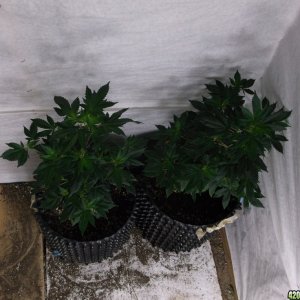 Plants to Clone