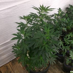 Plants to Clone