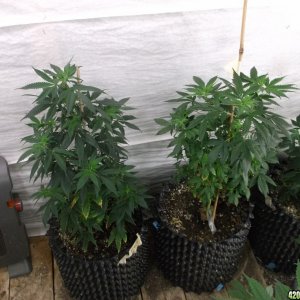 Plants to Clone