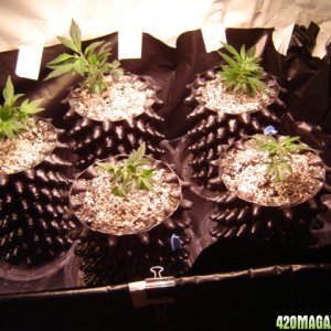 clones from flowering clones...