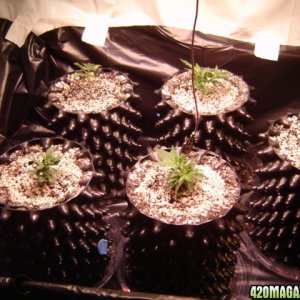 clones from flowering clones...