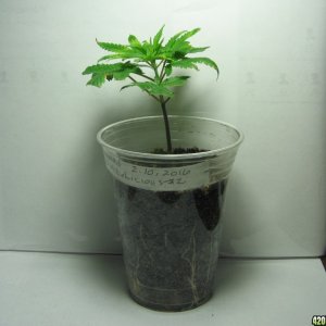 BBL#2 Clone 24 days old