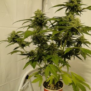 Solo Cup Comp.-Organic Jilly Bean-Day 41