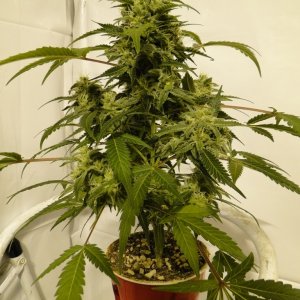 Solo Cup Comp.-Organic Jilly Bean-Day 41