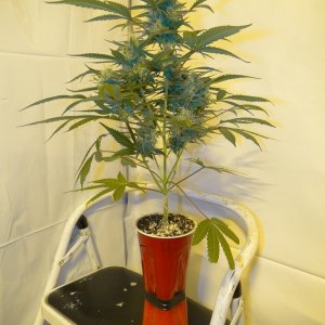 Solo Cup Comp.-Organic Jilly Bean-Day 41