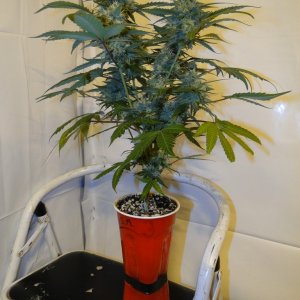 Solo Cup Comp.-Organic Jilly Bean-Day 41