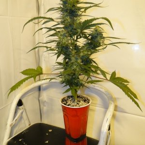 Solo Cup Comp.-Organic Jilly Bean-Day 41