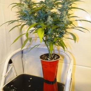 Solo Cup Comp.-Organic Jilly Bean-Day 41