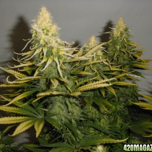 white bud