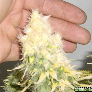 white bud