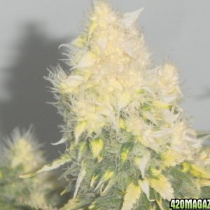 white bud