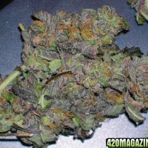 purple bud