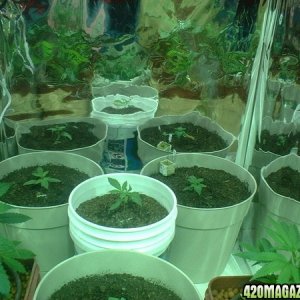 our grow room