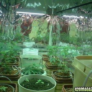 our grow room