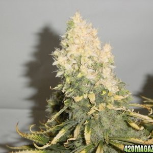 white bud