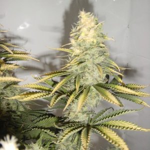 white bud