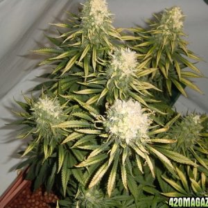 white bud