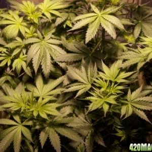 Hydroponics first grow PICS