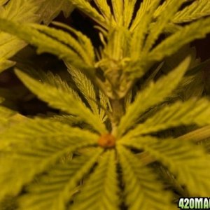 Hydroponics first grow PICS