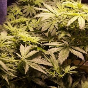 Hydroponics first grow PICS