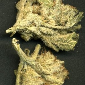 Bud