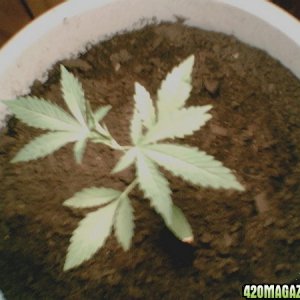 my plant