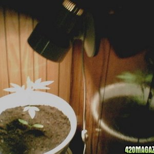 my plant again