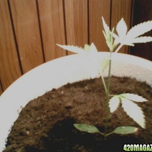 my plant again