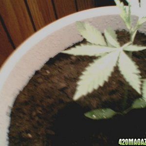 my plant again