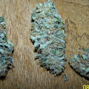 SUPER SKUNK