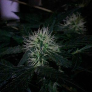 day 74/ 45 flower