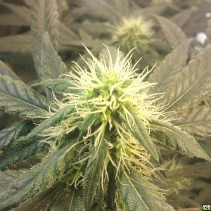 day 74, 45 flower