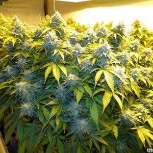 Organic Jilly Bean-Day 42 of Flowering-2/25/16