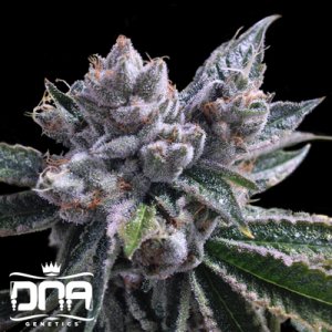 El-Fuego-Auto-Choice-DNA-Genetics