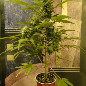 Solo Cup Comp.-Organic Jilly Bean-Day 43 of Flowering