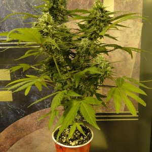 Solo Cup Comp.-Organic Jilly Bean-Day 43 of Flowering