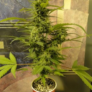 Solo Cup Comp.-Organic Jilly Bean-Day 43 of Flowering