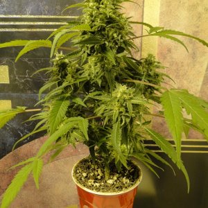 Solo Cup Comp.-Organic Jilly Bean-Day 43 of Flowering