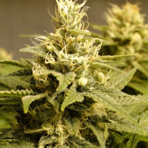 Various strains in flowering