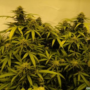 Various strains in flowering