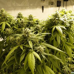 Various strains in flowering