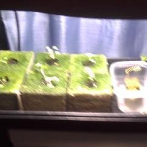 Clones and Seedlings