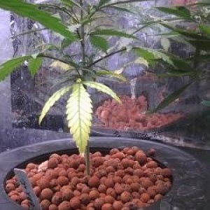 Clones and Seedlings