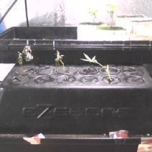 Clones and Seedlings