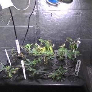 Clones and Seedlings