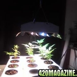 Clones and Seedlings