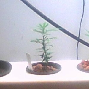 Clones and Seedlings