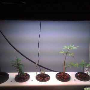 Clones and Seedlings