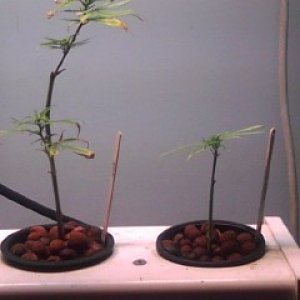 Clones and Seedlings