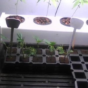 Clones and Seedlings